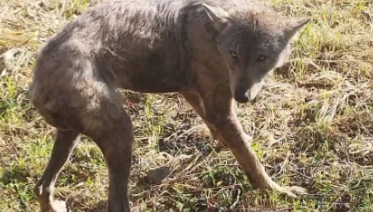 Taraklı’da Yaşlı Kurt yerleşim yerine kadar indi